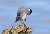 witte kwikstaart (motacilla alba) 4-2017 9055
